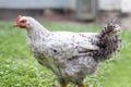 Chickens on the farm, poultry concept. White loose chicken outdoors. Funny bird on a bio farm. Domestic birds on a free range farm Royalty Free Stock Photo