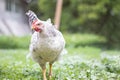 Chickens on the farm, poultry concept. White loose chicken outdoors. Funny bird on a bio farm. Domestic birds on a free range farm Royalty Free Stock Photo