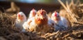 chickens in a farm with several eggs inside