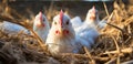 chickens in a farm with several eggs inside