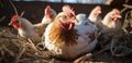 chickens in a farm with several eggs inside