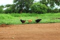 Chickens in farm Royalty Free Stock Photo