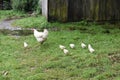 Chickens in the Farm Yard