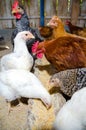 Chickens feeding Royalty Free Stock Photo