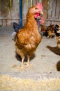 Chickens feeding Royalty Free Stock Photo