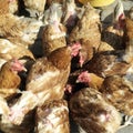 Chickens feeding. Conceptual image shot Royalty Free Stock Photo