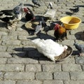 Chickens feeding with ducks and pigeon around. Conceptual image shot Royalty Free Stock Photo