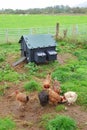 Chickens feeding in outdoor chicken run