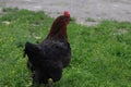 Chickens foraging on a farmyard, showcasing organic poultry farming. Organic eggs. Royalty Free Stock Photo