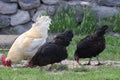 Chickens foraging on a farmyard, showcasing organic poultry farming. Organic eggs. Royalty Free Stock Photo