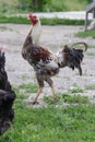 Chickens foraging on a farmyard, showcasing organic poultry farming. Organic eggs. Royalty Free Stock Photo