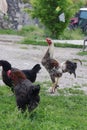 Chickens foraging on a farmyard, showcasing organic poultry farming. Organic eggs. Royalty Free Stock Photo