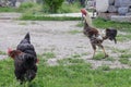 Chickens foraging on a farmyard, showcasing organic poultry farming. Organic eggs. Royalty Free Stock Photo