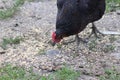 Chickens foraging on a farmyard, showcasing organic poultry farming. Organic eggs. Royalty Free Stock Photo