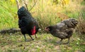 Chickens foraging in the garden. Royalty Free Stock Photo