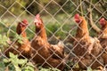 Chickens in free range keeping Royalty Free Stock Photo