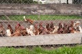 Chickens on free range poultry farm. Birds outdoor behind fence Royalty Free Stock Photo