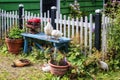 Chickens on and in front of a blue bench in the front yard of a Royalty Free Stock Photo