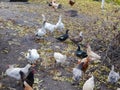 Chickens geese farming. geese. poultry yard in the village. Chickens and geese walk in the fresh air. farm with animals