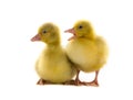 Chickens gooses Royalty Free Stock Photo