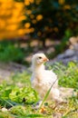 Chickens on a grass