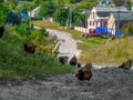 Chickens graze on the street in Ugroidy village Sumy region, Ukraine. Bright colorful village panorama with modern Ukrainian