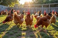Chickens grazing in sunny farmyard at sunset Royalty Free Stock Photo