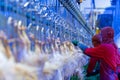 chickens hang on an automated shackle conveyor under the blue light in poultry processing line Royalty Free Stock Photo