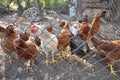Chickens 01 Royalty Free Stock Photo