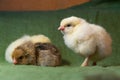 Chickens hatched in a home incubator a day ago,