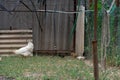 Chickens and a hen walk on the grass in the backyard of a home farm. Focus on black chick Royalty Free Stock Photo