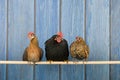 Chickens in henhouse Royalty Free Stock Photo