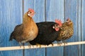 Chickens in henhouse Royalty Free Stock Photo