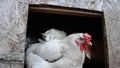 Chickens in the henhouse on the traditional slovak farm