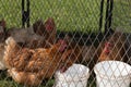 Chickens or Hens Behind a Wire Fence Royalty Free Stock Photo