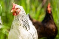 Chickens, hens and chook, in a country hen house, on a farm and ranch in Australia Royalty Free Stock Photo