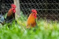 Chickens, hens and chooks, grazing and eating grass, on a free range, organic farm, in a country hen house, on a farm and ranch in Royalty Free Stock Photo