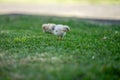 Chickens, hens and chooks, grazing and eating grass, on a free range, organic farm, in a country hen house, on a farm and ranch in Royalty Free Stock Photo