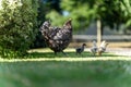 Chickens, hens and chooks, grazing and eating grass, on a free range, organic farm, in a country hen house, on a farm and ranch in Royalty Free Stock Photo