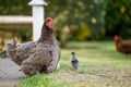 Chickens, hens and chooks, grazing and eating grass, on a free range, organic farm, in a country hen house, on a farm and ranch in Royalty Free Stock Photo