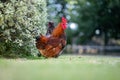 Chickens, hens and chooks, grazing and eating grass, on a free range, organic farm, in a country hen house, on a farm and ranch in Royalty Free Stock Photo