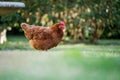 Chickens, hens and chooks, grazing and eating grass, on a free range, organic farm, in a country hen house, on a farm and ranch in Royalty Free Stock Photo