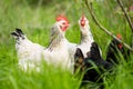 Chickens, hens and chook, in a country hen house, on a farm and ranch in Australia Royalty Free Stock Photo