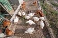 Chickens or hens inside a chicken coop Royalty Free Stock Photo