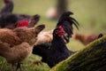 Chickens and hens through the natural farm. poultry feeding on the grass. a group of domestic birds nibbling. barnyard fowl cluste