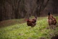 Chickens and hens through the natural farm. poultry feeding on the grass. a group of domestic birds nibbling. barnyard fowl cluste