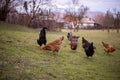 Chickens and hens through the natural farm. poultry feeding on the grass. a group of domestic birds nibbling. barnyard fowl cluste