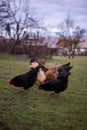 Chickens and hens through the natural farm. poultry feeding on the grass. a group of domestic birds nibbling. barnyard fowl cluste