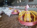 Chickens hens poultry farm many looking feeding