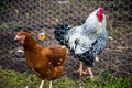 Chickens - Isa Brown and Wyandotte in chicken wire